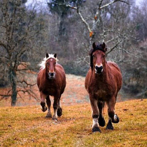 Дикие лошади 