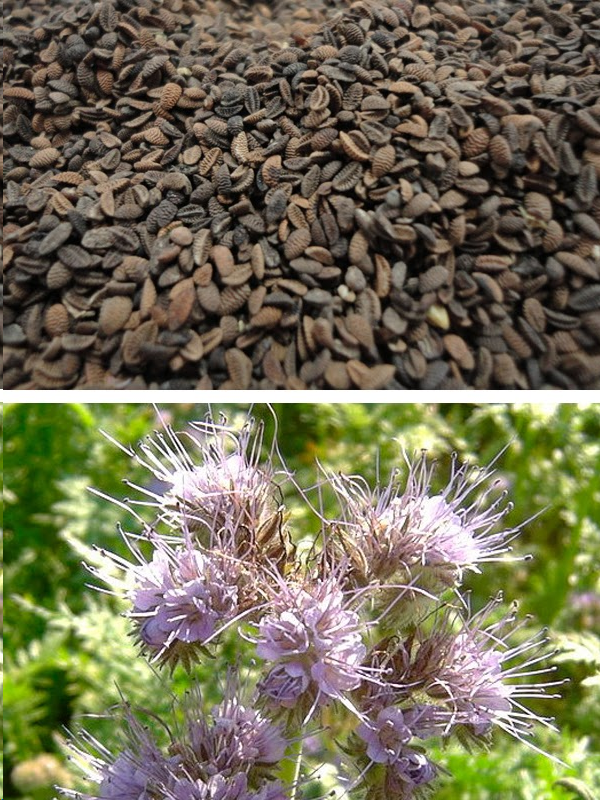 Источник: Яндекс Картинки