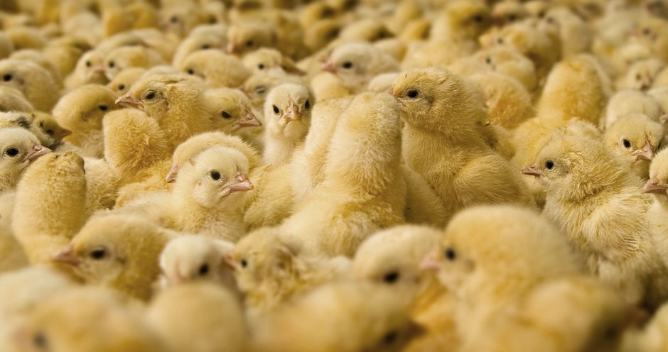 Суточные бройлеры