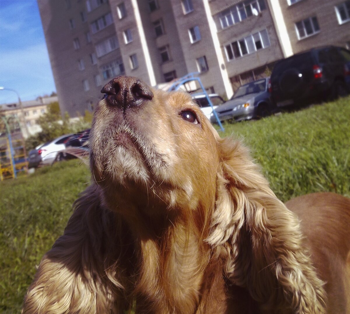 Долли...ужасно скучаю...