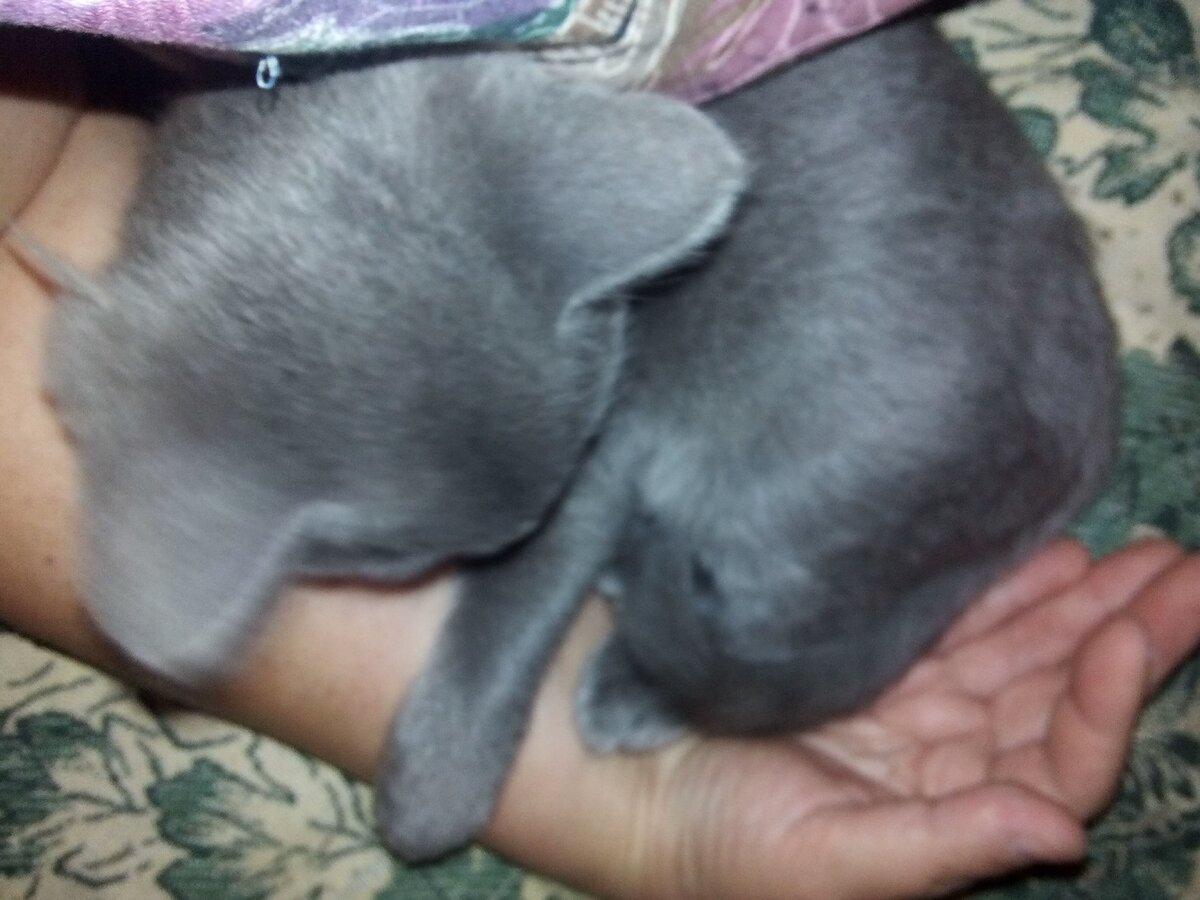 Личное фото из архива. Вот таким он попал ко мне в дом)