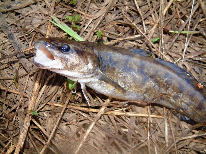 Among fish. Рыба людоед сом или налим. Налимы. Коряжистое.