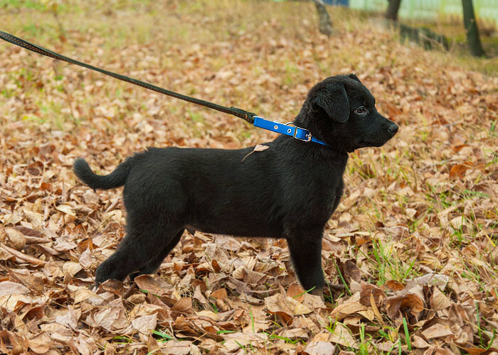 Гуляет на поводке