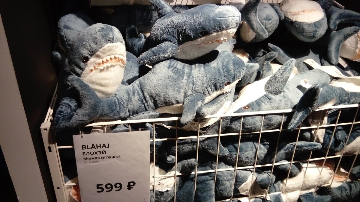 Маленькая акула Блохэй