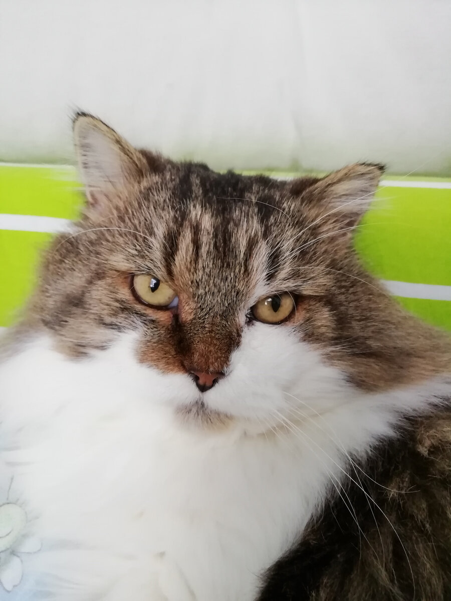 Сибирский кот. Был брошен на дачах за ненадобностью. Подобран и обласкан. Автор снимка: Светлана Самарина