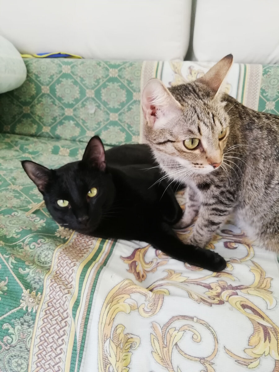 Нафаня (серая)  - была подобрана осиротевшим котенком. Черный - ее сын. Фото: Светлана Самарина