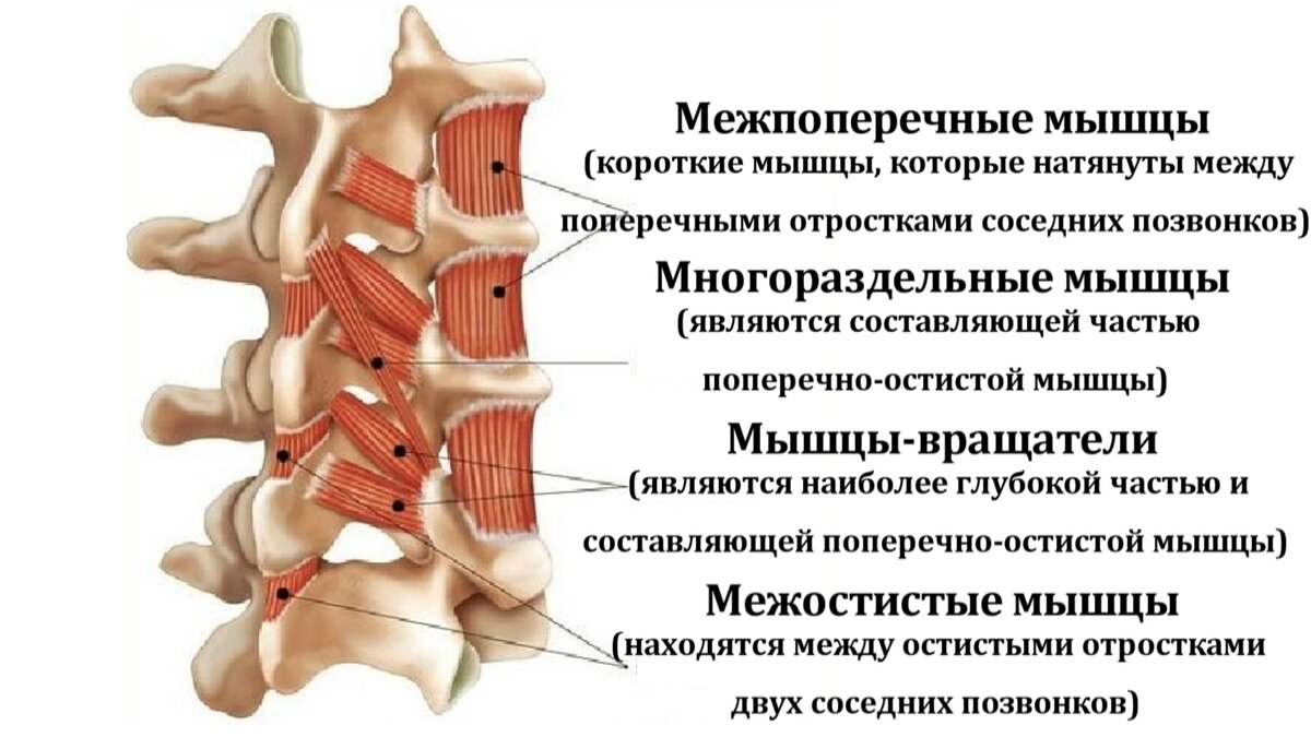 Можно ли делать упражнения на осанку при остеохондрозе | Екатерина Брагина  | Дзен