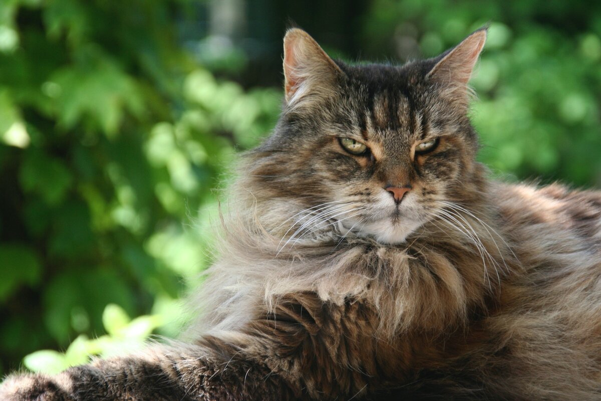 Gato maine coon cuanto cuesta