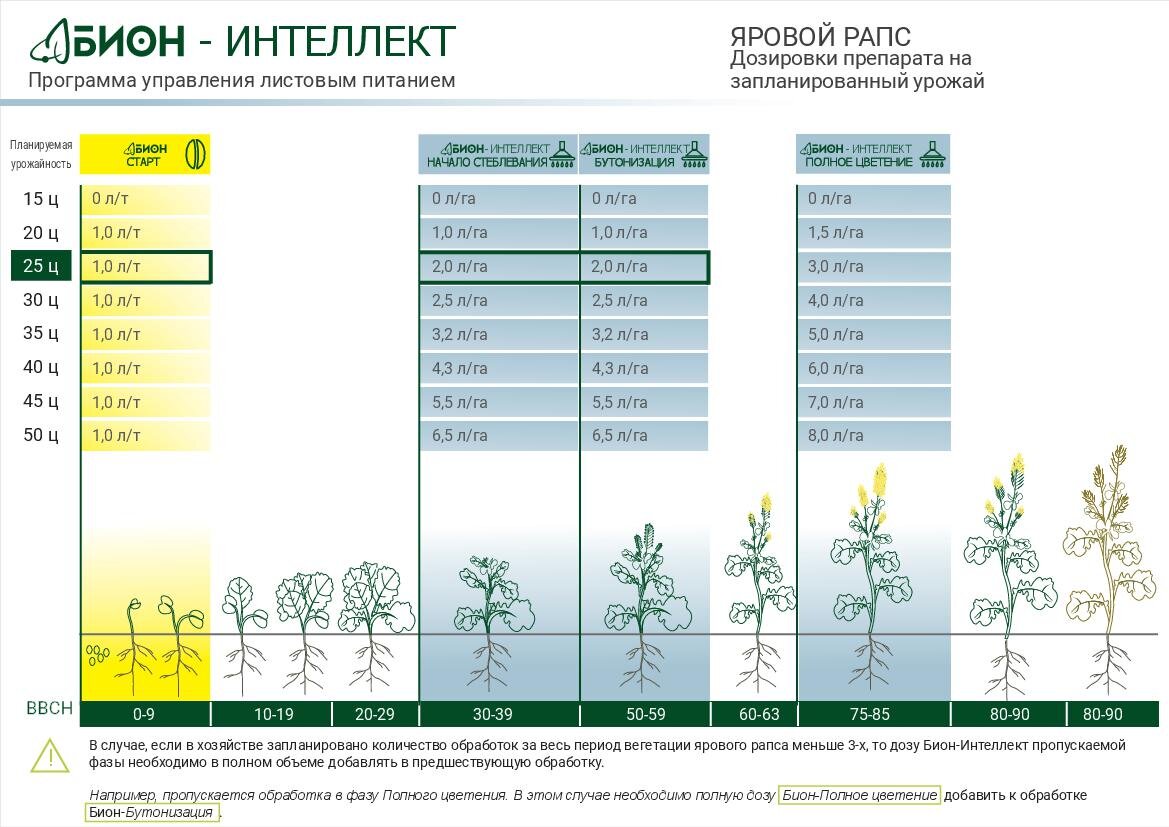 Бизнес план по выращиванию рапса