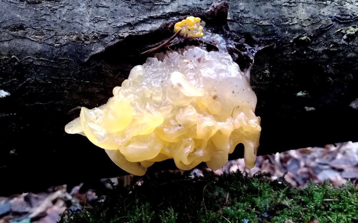 Оранжевая дрожалка на лиственном дереве. 