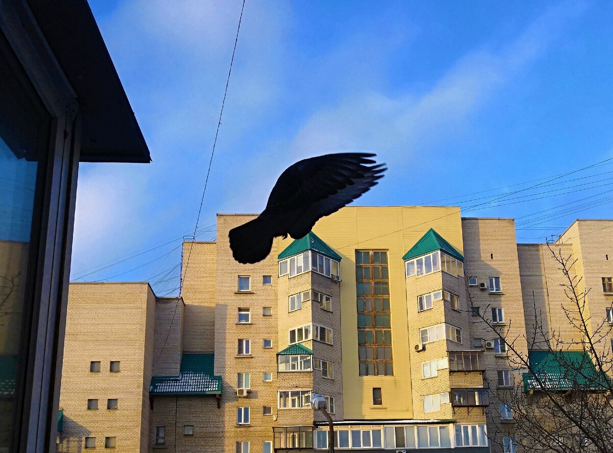 Пельмешек))
