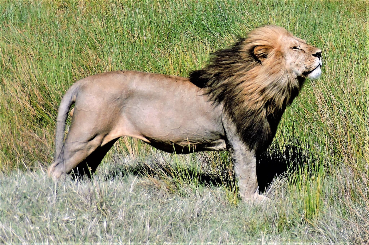 Может ли лев съесть льва. Может ли лев съесть льва. Может ли лев съесть льва. Может ли лев съесть льва. Пища животных.