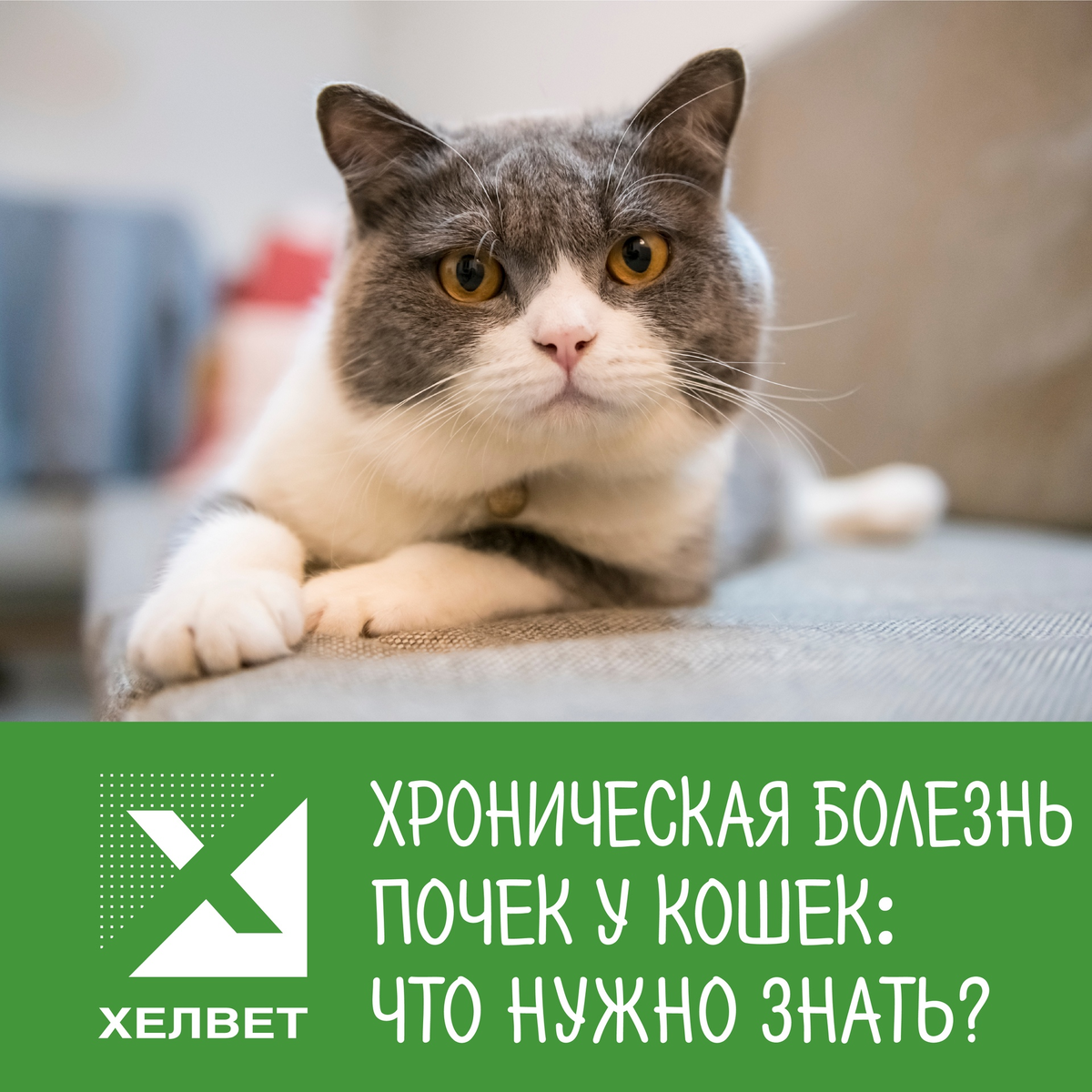Заболевания кошек список с картинками