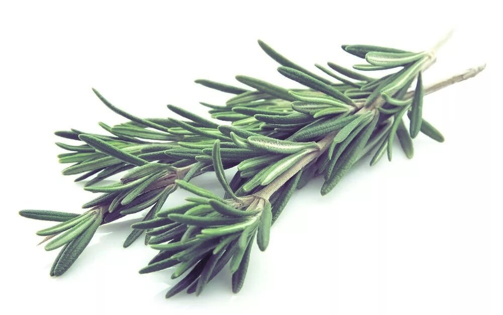 Розмарин Наверное практически каждый человек слышал или видел,что это растение всегда фигурирует во многих кулинарных рецептах.
На самом деле становится интересно из-за чего к нему такой интерес?
Розмарин добавляет вашему блюду пикантные нотки,которые так понравились многим,что некоторые люди уже не представляют свое любимое блюдо без него!
Но на самом деле эта приправа обладает огромными полезными свойствами,которые несут как лечение так и профилактику для всего организма!
Розмарин-это растение с длинными веточками и игольчатыми листьями,имеющими освежающий аромат,если прижать на них,то можно ощутить аромат который возбуждает аппетит!
В составе розмарина есть огромное количество полезных витаминов,минералов,антиоксидантов,эфирных масел,золы.
Благодаря этому в народной медицине его часто используют например при воспалении десен,рекомендуют просто пожевать несколько листочков.
Он хорошо помогает при разного рода болевых ощущениях в ротовой полости при воспалительных процессах.
Розмарин-это отличное средство при лечении метеоризма,он отлично способствует работе кишечника и желудка,спасает при разного рода заболеваний сердечно сосудистой системы,применяют при реабилитации после инфарктов!
Применяют его также при простуде,он хорошо справляется с разными инфекциями.
Самым эффективным считается эфирное масло розмарина,в нем содержится карнозная кислота которая способствует замедлению старения и дегенеративного изменения мозга.
Важно не принимать масло в больших количествах!
Еще он противопоказан гипертоникам,детям до 6 лет,аллергикам,
Отвар розмарина отличное средство для борьбы с прыщами у подростков,ускоряет и укрепляет волосы


Ставьте палец вверх и подписывайтесь на канал!