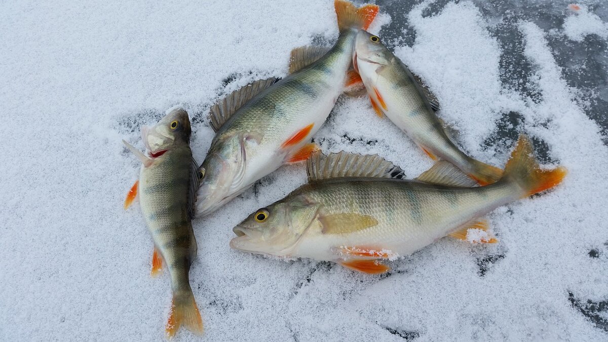 Советы рыбакам для зимней рыбалки