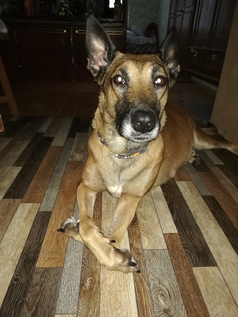 К сожалению, фотографий Рея у нас не сохранилось. Поэтому позирует моя королева  Тигра из Грациано.