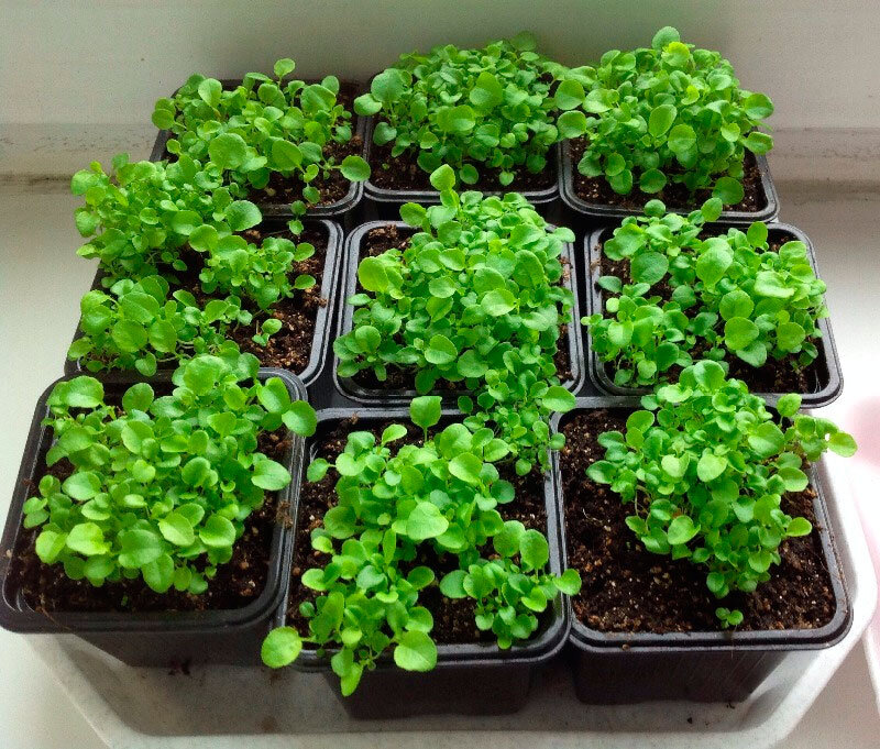 Рассада лобелии