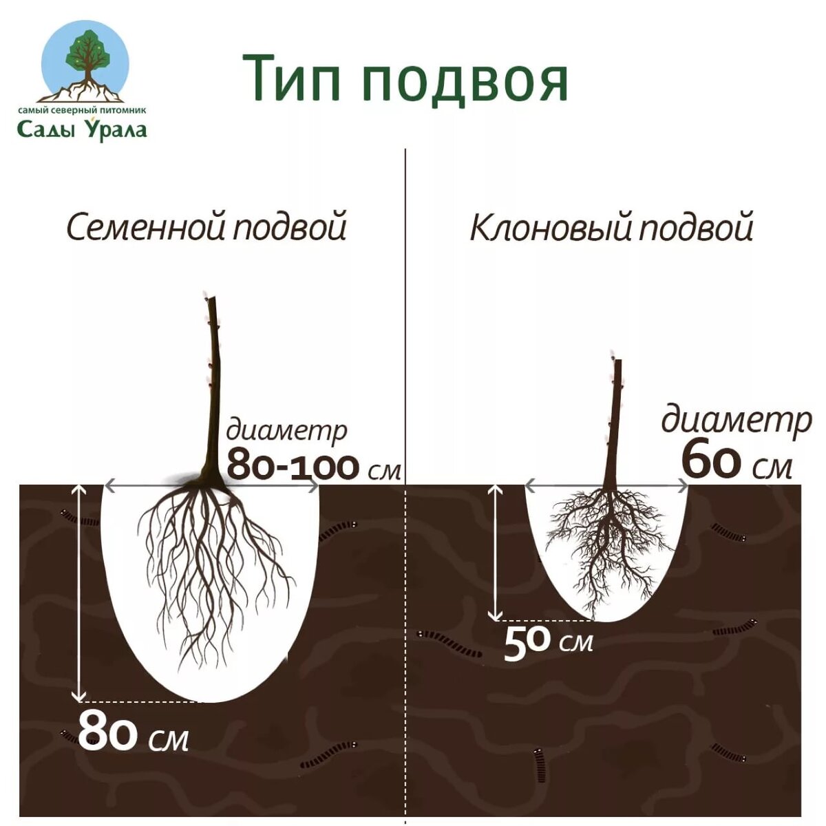 Схема посадки яблонь на карликовом подвое