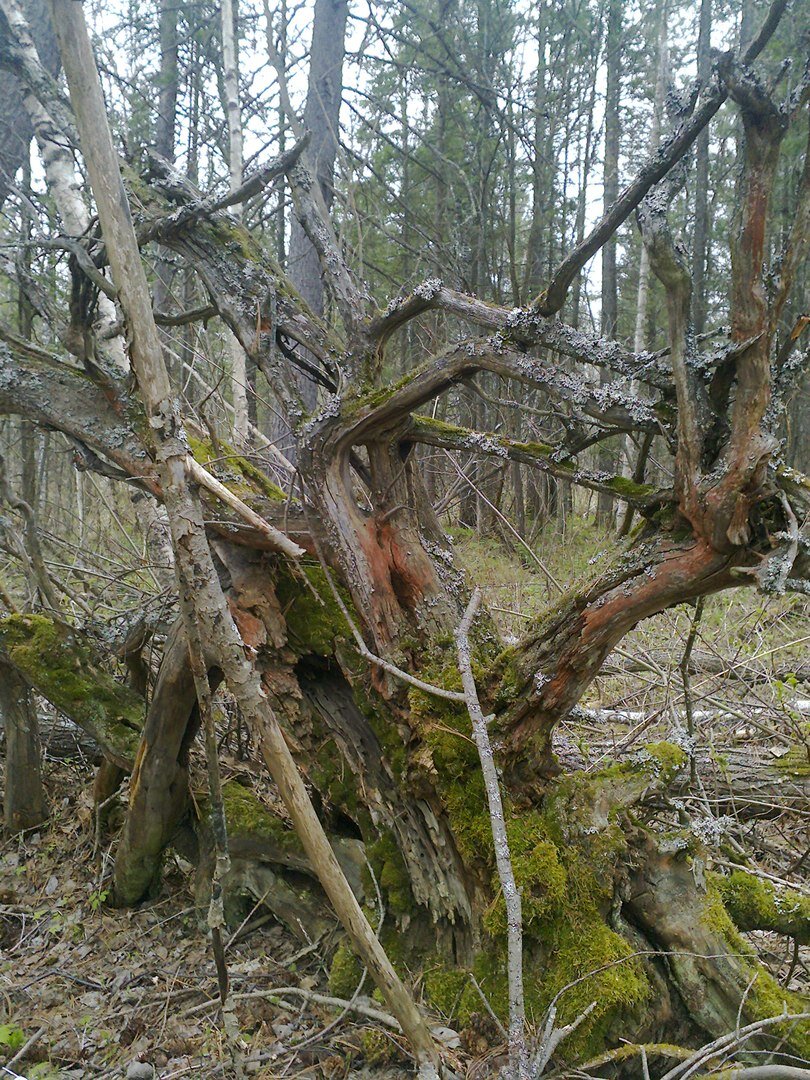НАШ ЛЕС, ВОТ ТУТ РАСТЕТ ЧЕРЕМША