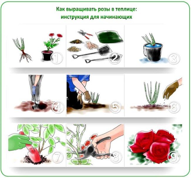 Роза Купферкенигин особенности и характеристика сорта правила посадки выращивания и ухода отзывы - полезная информация для садоводов
