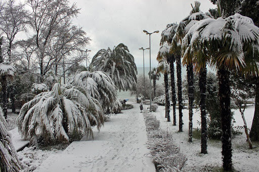 Вот вам не много пальм под снегом. 