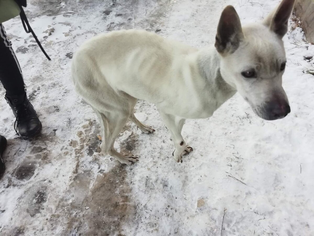 Очередная жертва человека