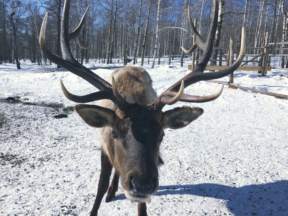 Марал — это подвид оленя. Вес  взрослого самца — более 350 кг.