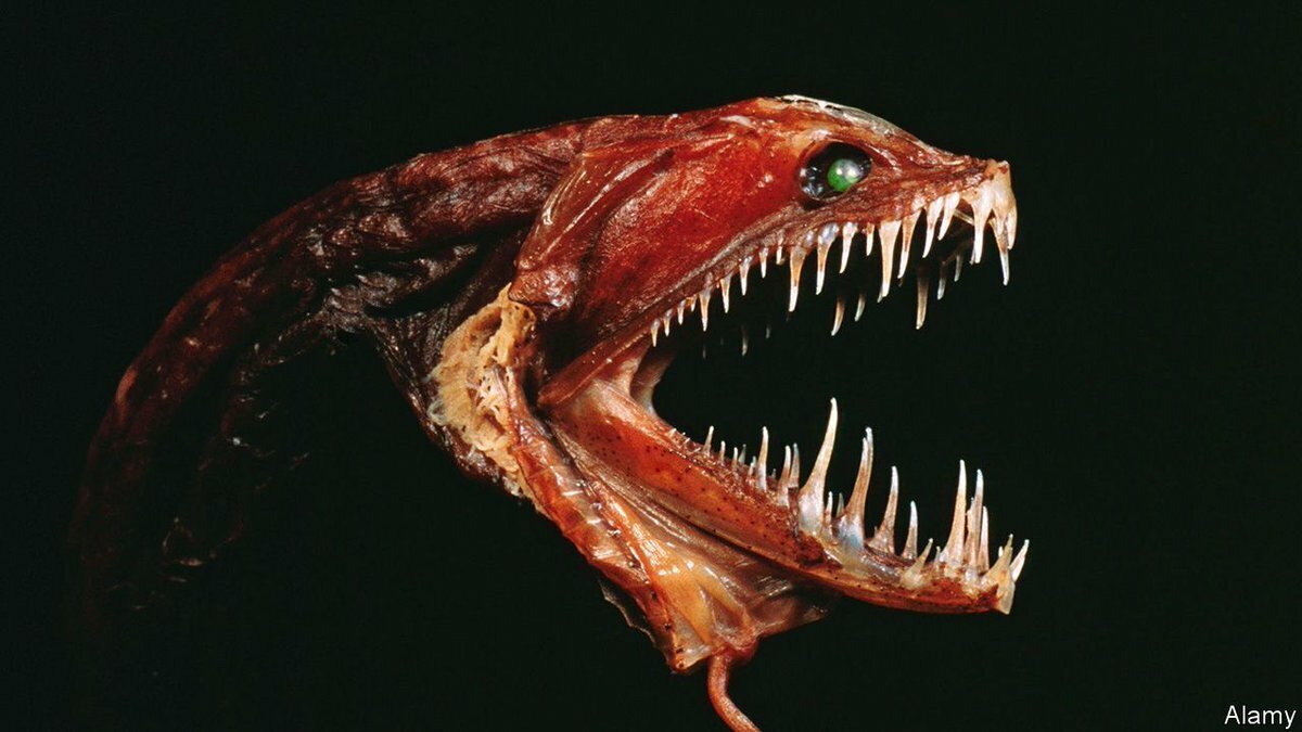 Странные существа в морях и на дне Марианской впадины: загадки абиссальной фауны