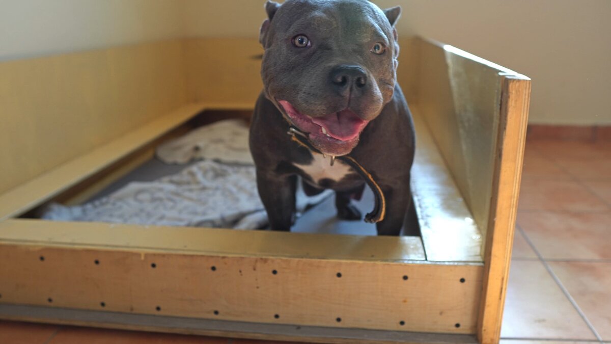 Собака в ожидании родов