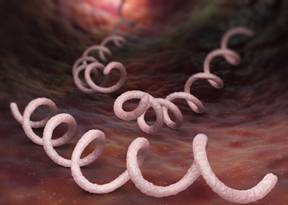 Бледная трепонема под микроскопом