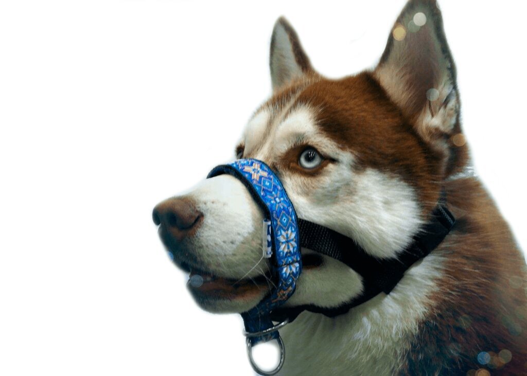 Фото: https://www.bethowen.ru/catalogue/dogs/amunitsiya/namordniki/