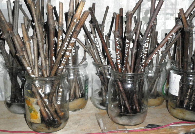 Источник Яндекс. Картинки