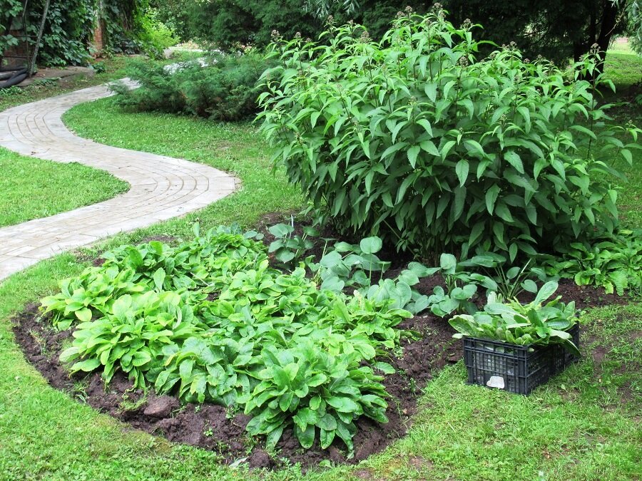 Хоста в саду