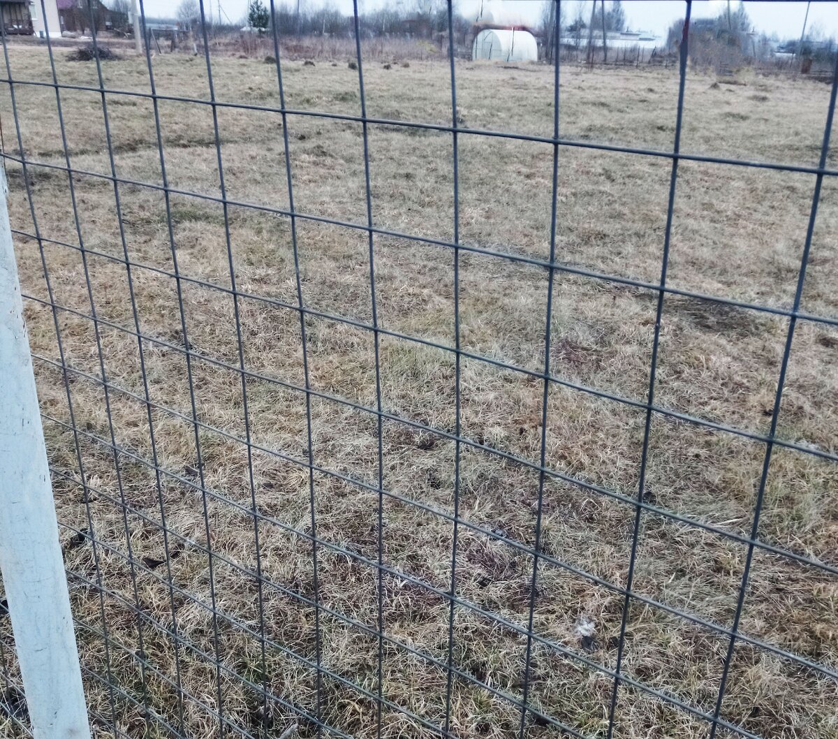 Моя сварная сетка. К сожалению, сейчас трава серо-желтая, поэтому фото не зрелищно совсем. Листайте вбок!