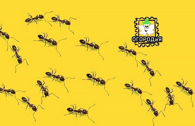 Картинка из интернета