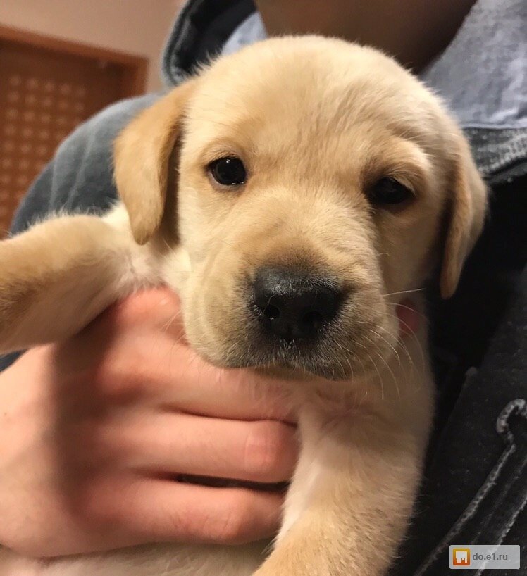 Фото: https://do.e1.ru/advert/categories/animals_plants/dogs/?id=1902958691