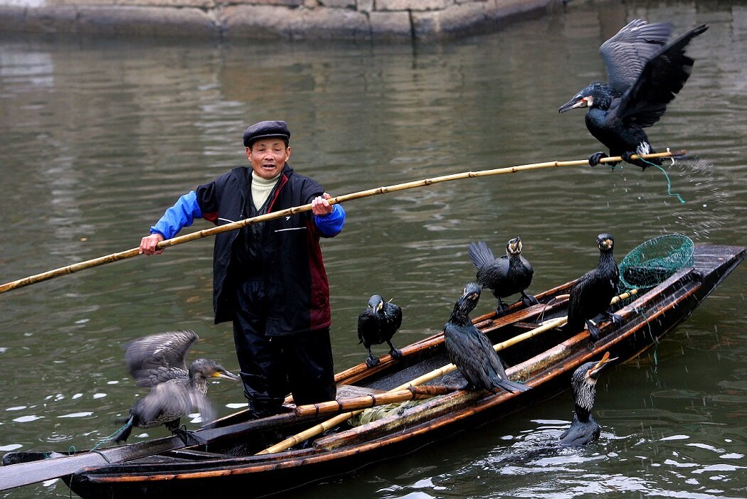 Ловите рыбу с помощью. Рыбалка с бакланами в Китае. Рыбная ловля с бакланами в Китае. Мир наизнанку Китай рыбалка с бакланами. Рыбалка с бакланами в Японии.