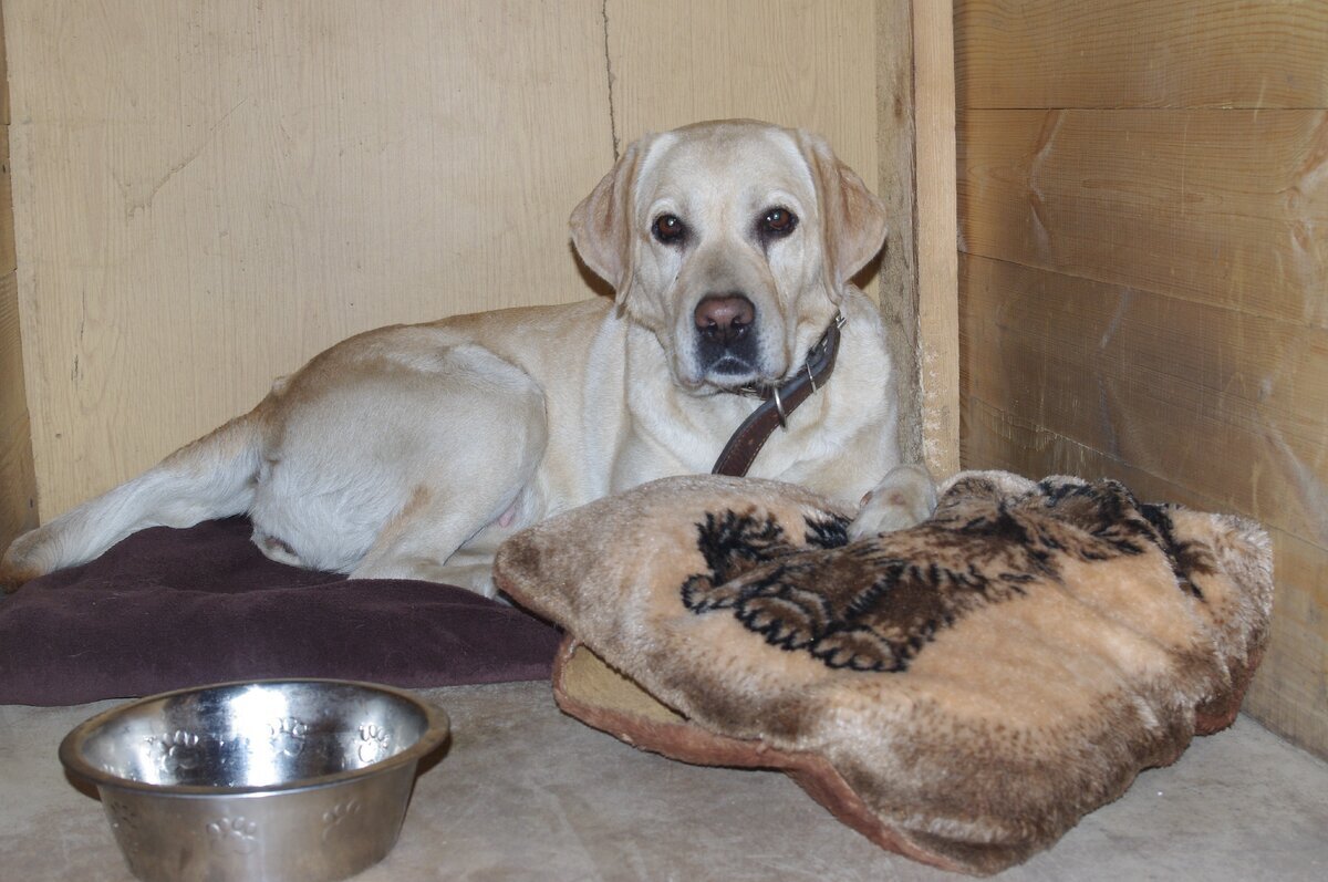 Лабрадор в вольере