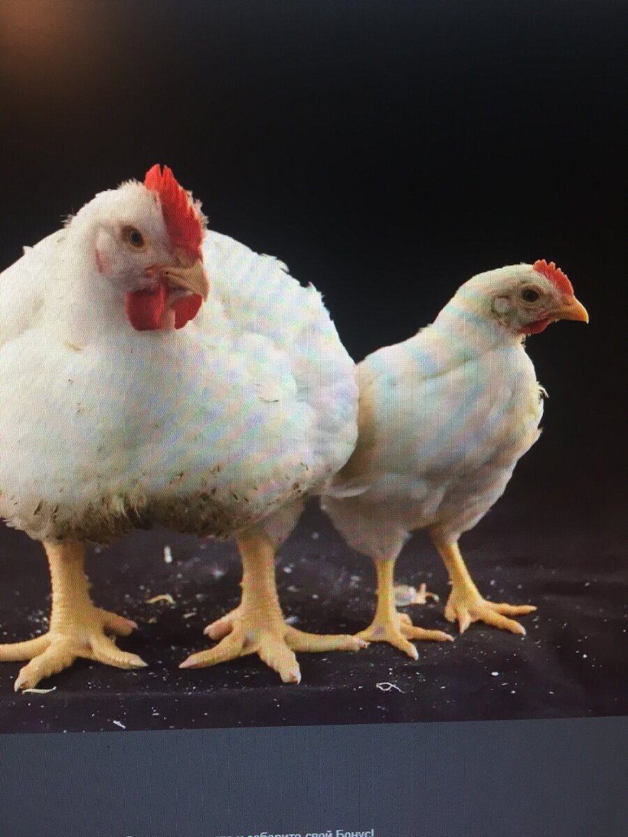 вот какие выросли