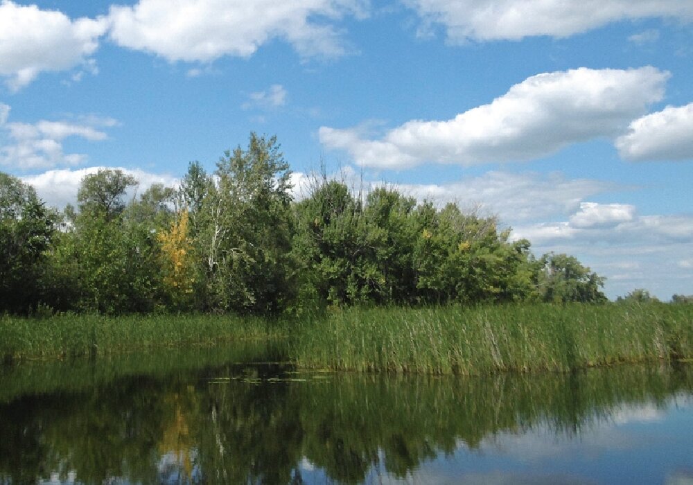 Елшанка Саратов водоём