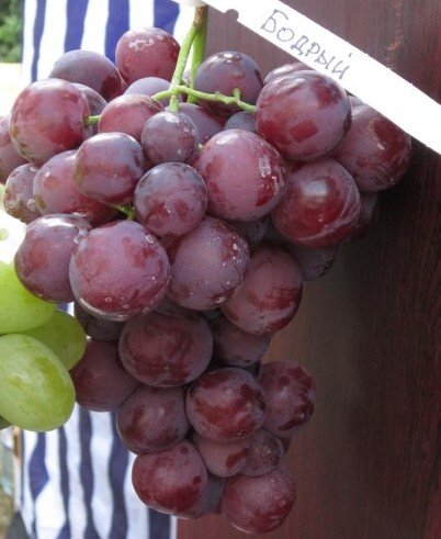 Фото не мое, к сожалению. Мечтаю сделать фотопортрет Бодрого и показать его во всей красе