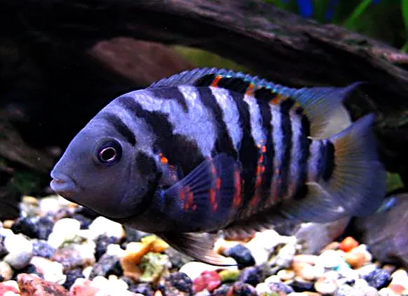 Цихлазома чернополосая