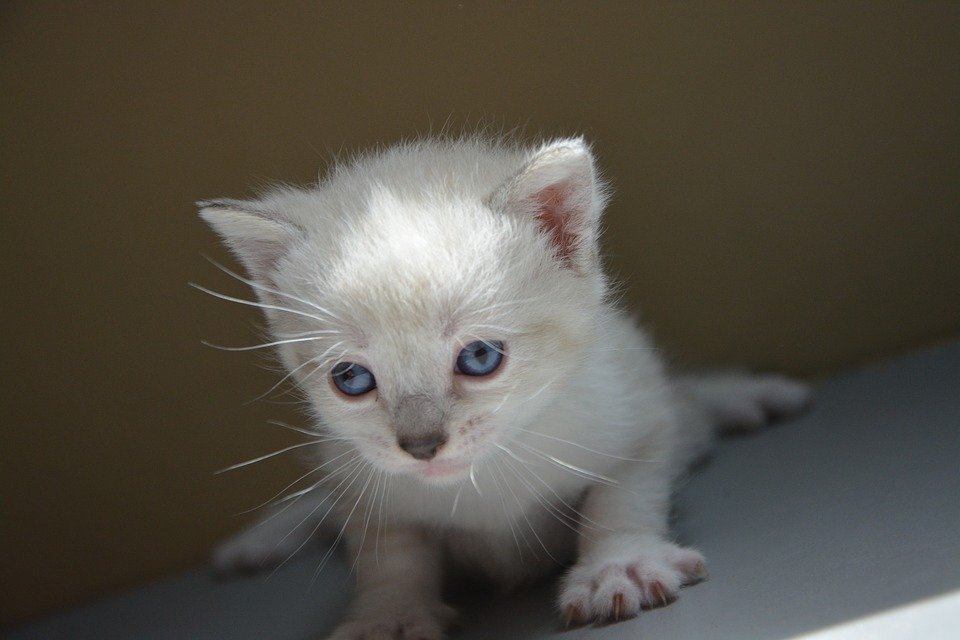 https://cdn.pixabay.com/photo/2017/06/10/21/54/kitten-2390854_960_720.jpg