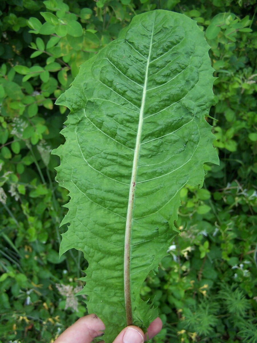 лист одуванчика