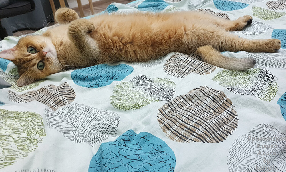 Наша кошка Алиса.Фото из личного архива.