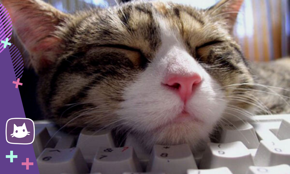 Котик программист. Кот на клавиатуре. Сонный кот. Авы на клавиатуру. Котик на клавиатуре.