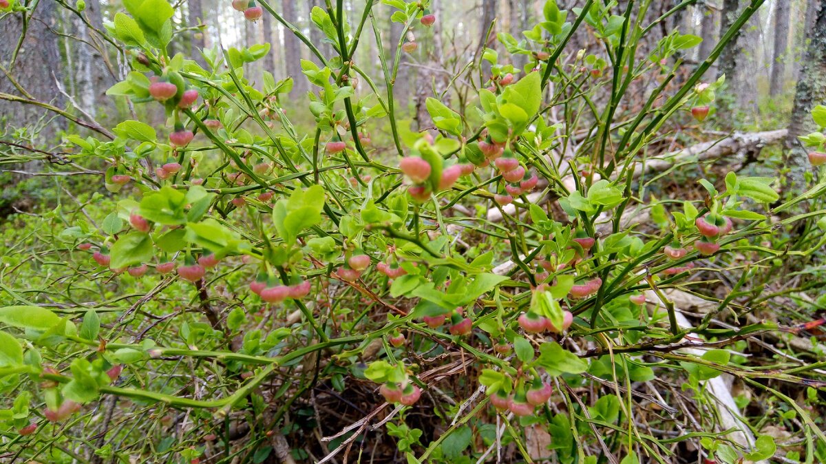Так цветет черника