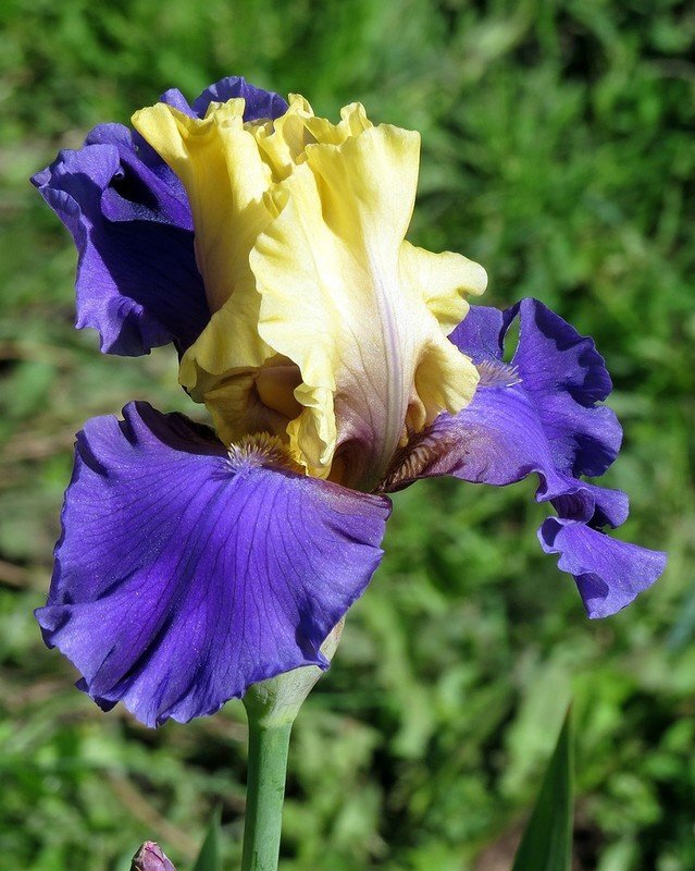 Эдит уолфрид