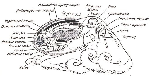 НА этой картинке можно увидеть рамположение внутренних органов осьминогов