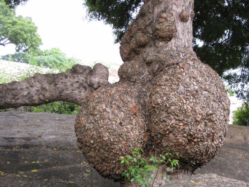 indoman-info.ru - источник фото